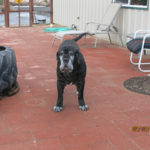 Sugarland’s Bella Lucia