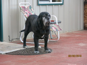 Sugarland’s Bella Lucia