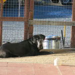 Sugarland’s Bella Lucia