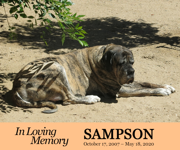 In Loving Memory - Sampson