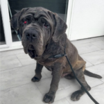 Requesting Donations for Calor