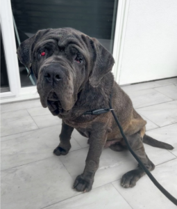 Requesting Donations for Calor