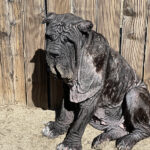 Bella Bellona Needs Your Help