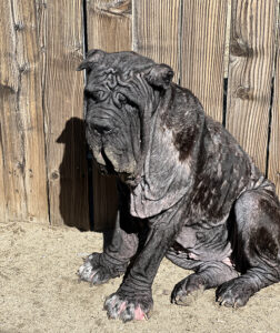 Bella Bellona Needs Your Help