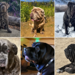 In Loving Memory Sugarland Ranch