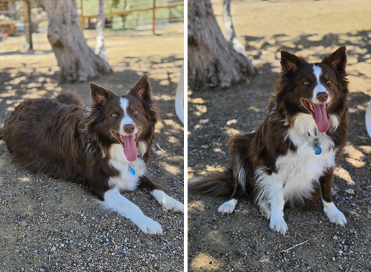 Adoption for Quinn