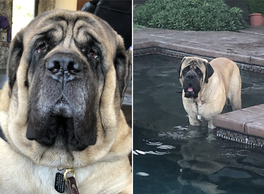 Thor Adoption